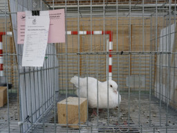 XIV Concurso Exposición de Palomas de Raza en Mula 2024